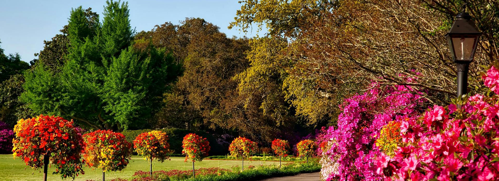 Morning Dew on a Pristine Lawn