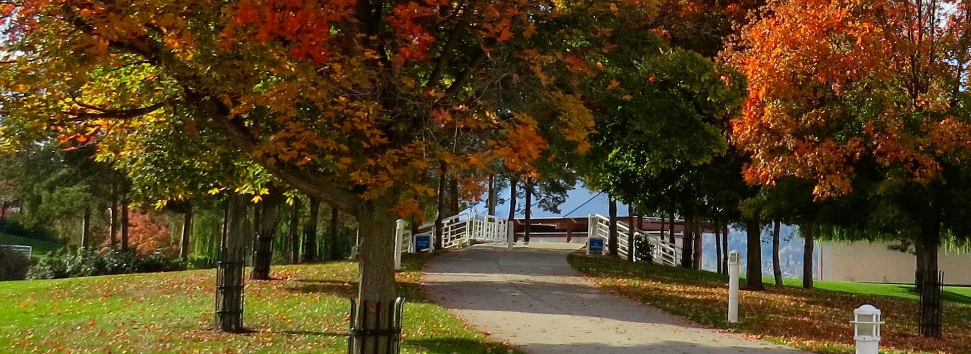 Sustainable Urban Garden with Native Plants